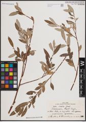 Foto von Salix excelsa S. G. Gmel.